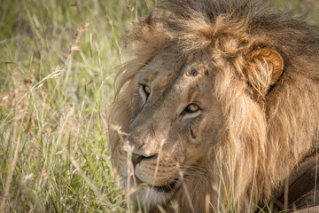 King of the Jungle