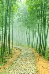 Fototapeta premium bamboo forest