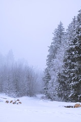 Winter time in forest of south Poland