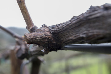 Growing vine, Agriculture.