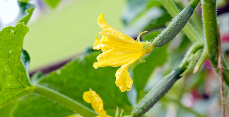 Growing cucumbers in the garden.