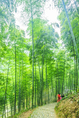Fototapeta premium bamboo forest
