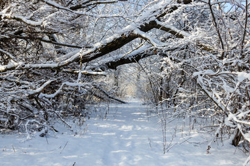 Footpath in snowy forest. Winter rural landscape