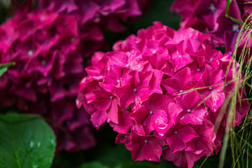 Hydrangea Flowers in the Garden