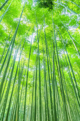 Obraz premium bamboo forest