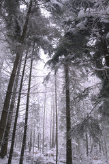 Winter time in forest of south Poland