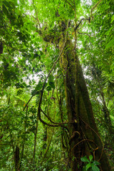 Obraz premium Big tree in lush rainforest Costa Rica