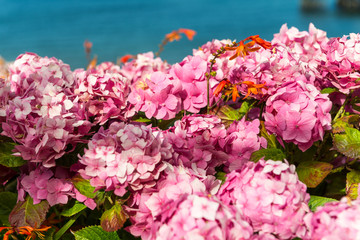 Hydrangea Flowers in the Garden