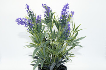 Fototapeta premium Lavendel im Topf auf weißem Hintergrund