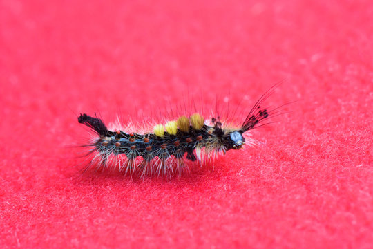 Gypsy moth caterpillar Lymantria Dispar crawling on a red background, insect, butterfly, pest, parasite, caterpillar, eats the foliage of plants