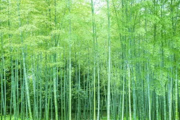 Poster Bamboe en bamboebos © 昊 周
