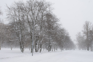 Fototapeta na wymiar White winter snow park with white trees on central alley.