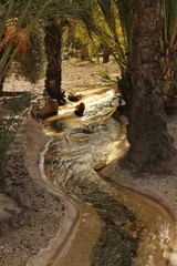 Ditch between palm orchards in Elche, Alicante