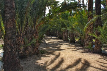 Path between palm trees in an orchard of Elche