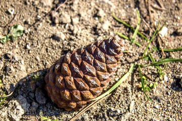 Fir cone, the fruit of the fir.