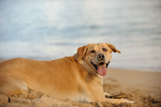 Yellow Labrador Retriever dog outdoor portrait lying on sand beach by ocean