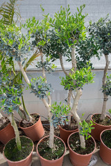 Fototapeta na wymiar Small bonsai olive trees potted plants for sale at greenhouse