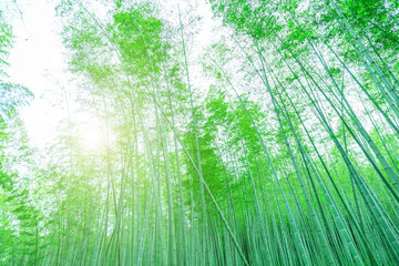 Bamboo and bamboo forest