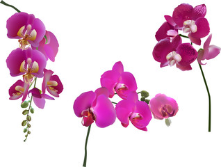 three dark purple orchids collection isolated on white