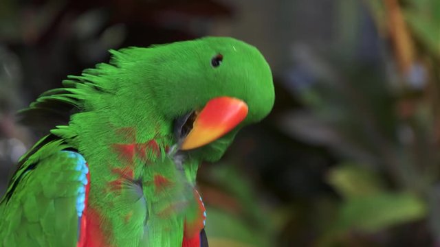close up of a green male eclectus parrot preening its feathers at bali bird park on the island of bali, indonesia