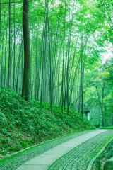 Obraz premium Bamboo and bamboo forest