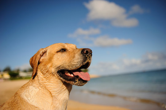 Yellow Labrador Retriever dog outdoor portrait on beach with blue sky