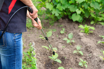 Protecting eggplant plants from fungal disease or vermin with pressure sprayer