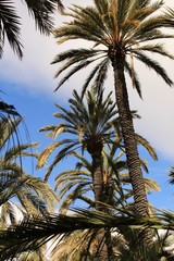 Fototapeta na wymiar Palm trees under blue sky in Elche
