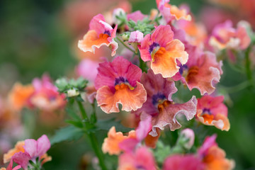 A macro shot of the colorful nemesia flowers