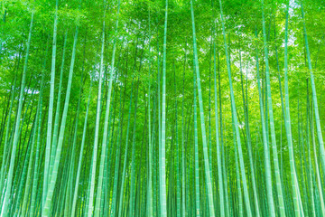 Bamboo and bamboo forest
