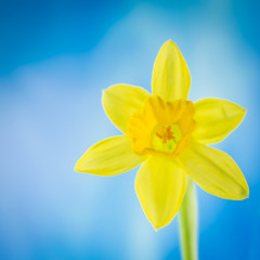 Jonquil in front of a blue sky, square