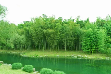 Schilderijen op glas Bamboo and bamboo forest © 昊 周