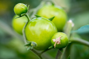A macro shot of growing green cherry tomatoes in greenhouse