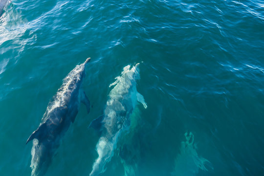 Dolphin pod, Kaikoura, New Zealand