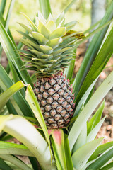 Pineapple tropical fruit growing in a farm in N.E.Espiritu Santo island-Sanma province-Vanuatu.