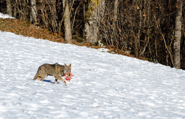 juvenile italian wolf (canis lupus italicus) in wildlife centre 