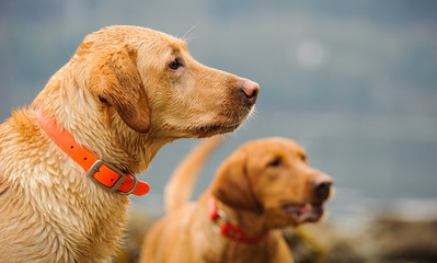 Two Yellow Labrador Retriever dogs outdoor portrait