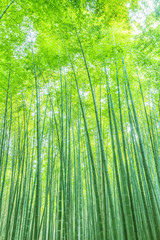 Fototapeta premium Bamboo and bamboo forest
