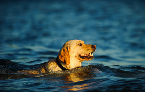 Yellow Labrador Retriever dog outdoor portrait swimming in blue water