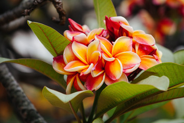 Fototapeta premium Yellow-pink Frangipani flowers with blur background