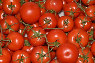 Red juicy tomatoes on green twigs, very appetizing