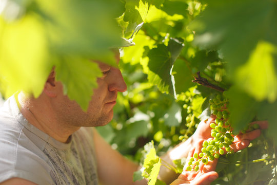 Vine grower is checking white grapevine in the vineyard by sunny weather