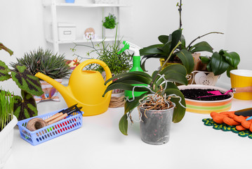 Orchid needs a transplant. © Tanya Rozhnovskaya