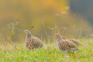 Grey Partridge (Perdix perdix)