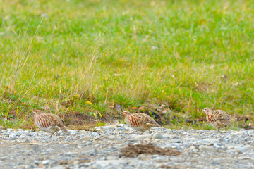 Grey Partridge (Perdix perdix)