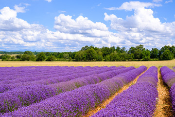 Fototapeta na wymiar Champ de blé et champ de lavande en été, ciel bleu avec de beaux nuages. Provence, France.