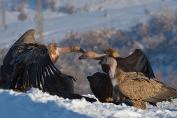 Griffon Vultures in Winter Landscape, into the Mountains