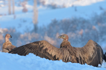 Griffon Vultures in Winter Landscape, into the Mountains