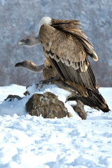 Griffon Vulture Resting on a Rock, in Mountains, in Winter