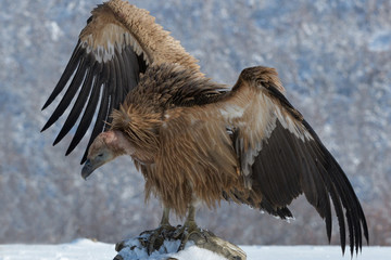 Griffon Vulture Resting on a Rock, in Mountains, in Winter